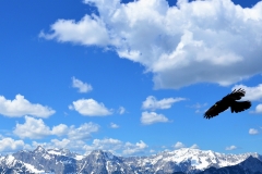 Flieger