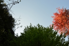 DSC_0221